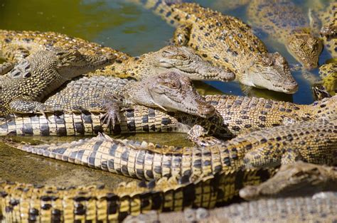 hermes ferme crocodile australie|hermes crocodile farms australia.